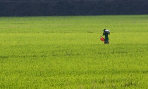 Working the rice fields