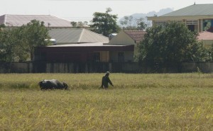 A man and his water buffalo