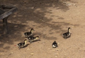 Ducklings