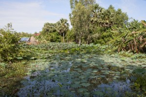 Lotus pond