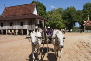 Oxcart parade