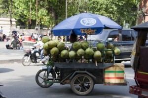 Coconuts for sale