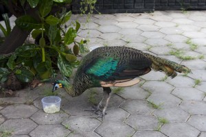 Peacock at the prison