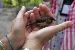 One of the birds Marion set free