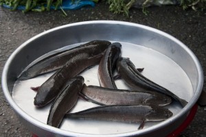 Fish for sale