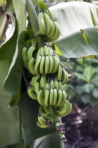 Bananas