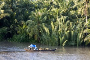 Coconut transport