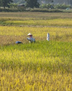 Working the rice fields