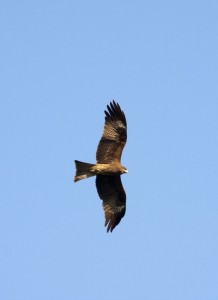 Buzzard