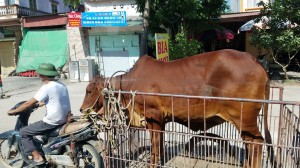 Cow trailer