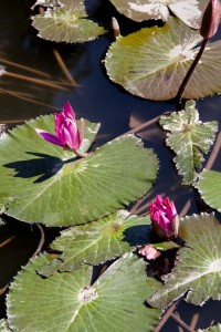 Lotus pond