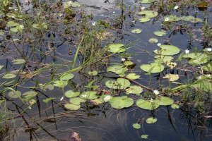 Water lilles in the lake by Neak Pean Temple