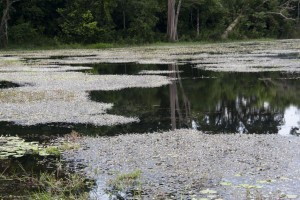 Lake around Neak Pean Temple