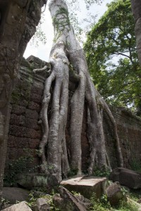 Strangler Fig