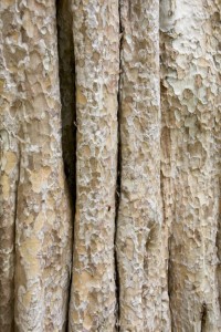 Tree bark