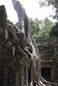 Strangler fig