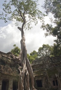 Strangler fig