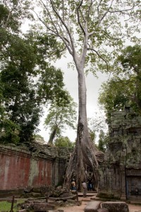 Another strangler fig