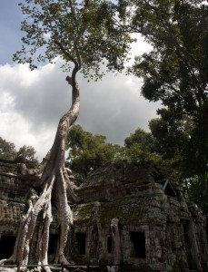 Strangler Fig