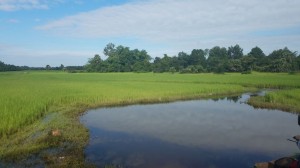 Rice paddy