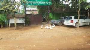 Geese at the park entrance