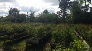 Restaurant garden