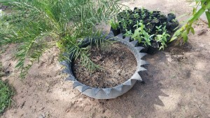 Tire used as planter