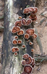 Strange mushrooms