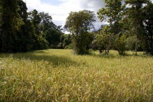 Rice paddy