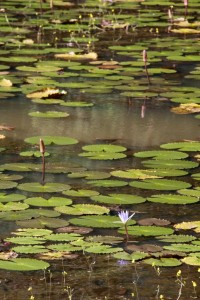 Lily pond