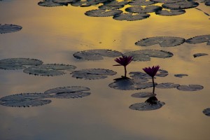 Lillies in the moat