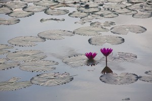 Lillies in the moat