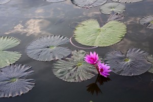 Lillies in the moat