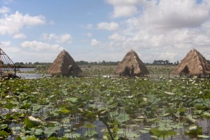 Lotus farm