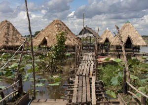 Lotus farm