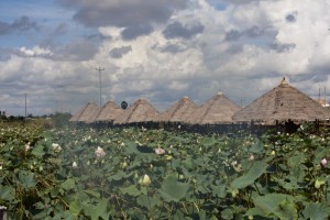 Lotus farm