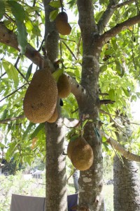 Jackfruit