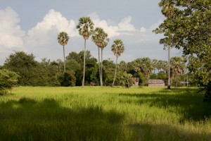 Rice paddy