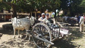 Oxcart ride