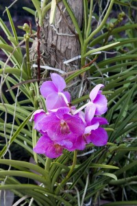 At the orchid nursery