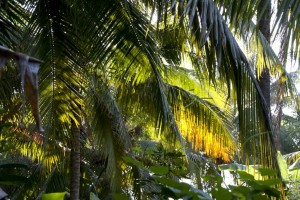 Coconut plantation