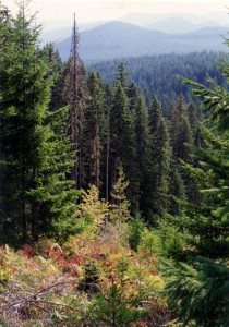 Mt. Adams wilderness