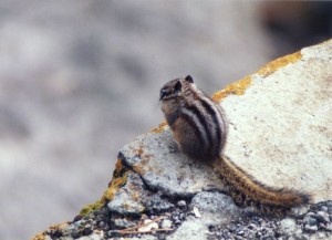 Chipmunk