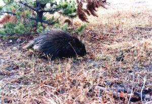 Porcupine