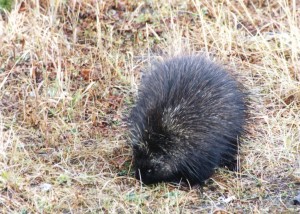 Porcupine