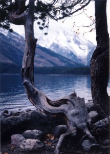 Hardy tree at Jenny Lake