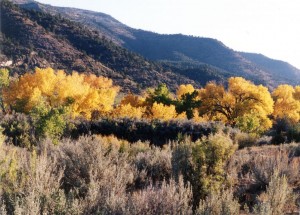 Aspens