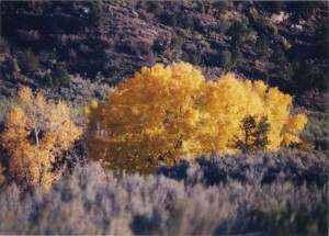 Aspens