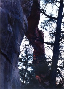 Pine Tree Arch