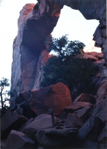 Pine Tree Arch